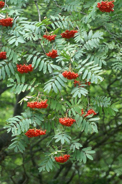 Sorbus aucuparia